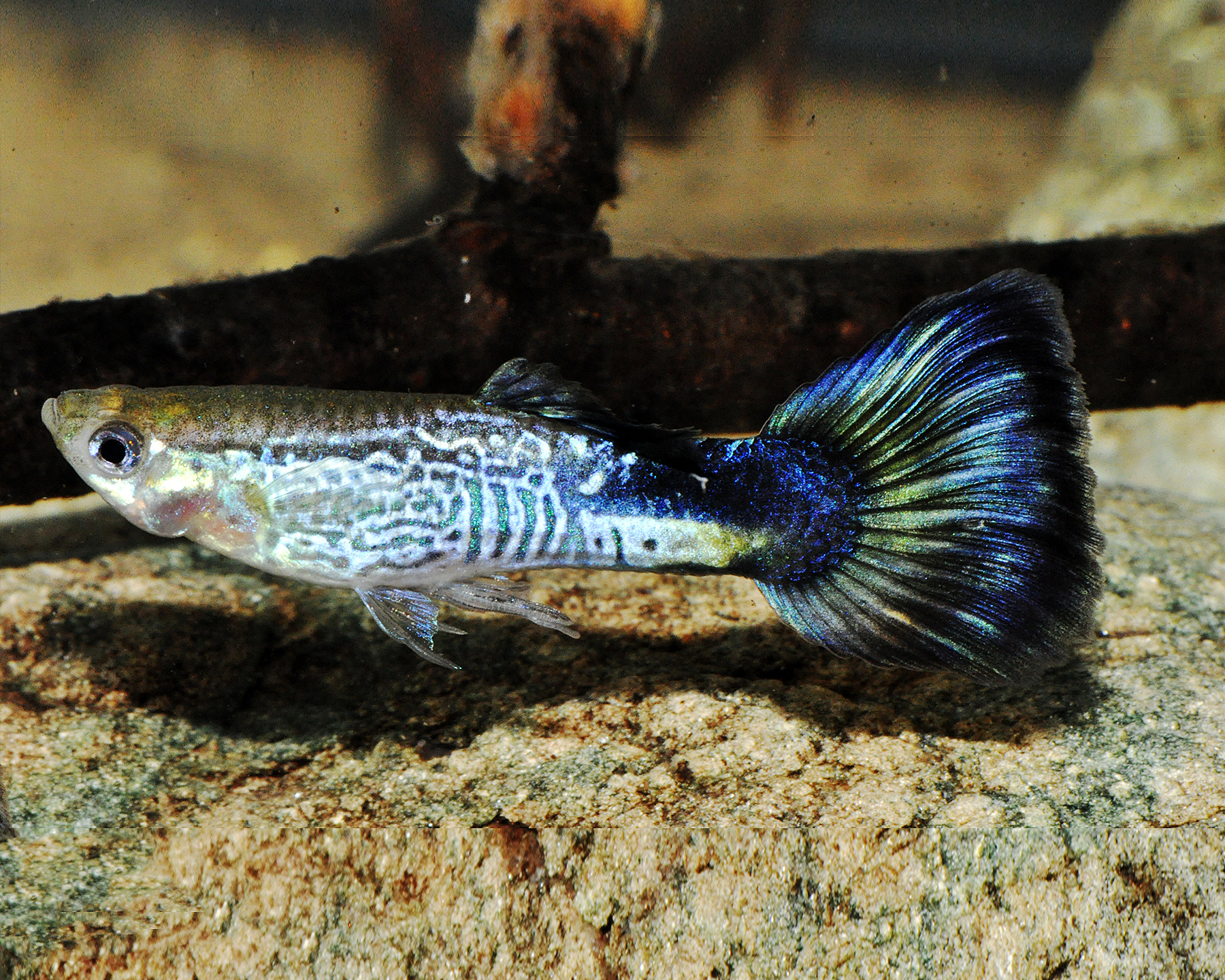 Japanese Blue Swordtail Guppy, Male